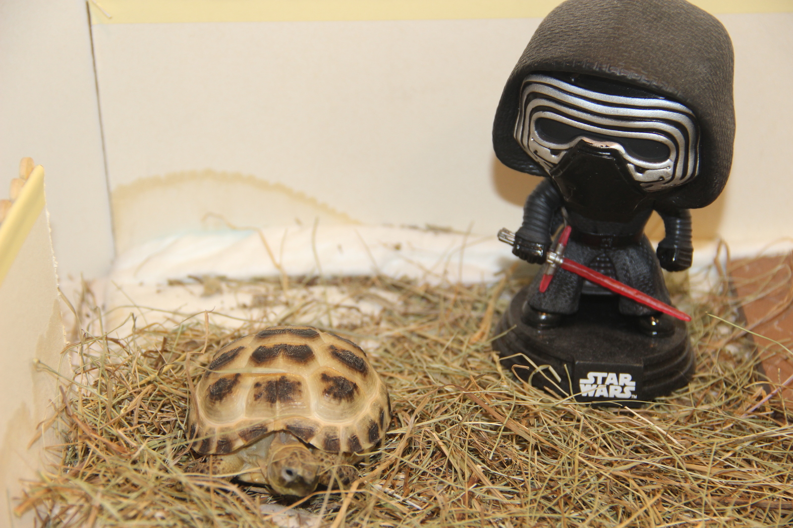 That feeling when your turtle turned to the dark side of the force - My, My, Turtle, Star Wars, Star Wars VII: The Force Awakens, Longpost