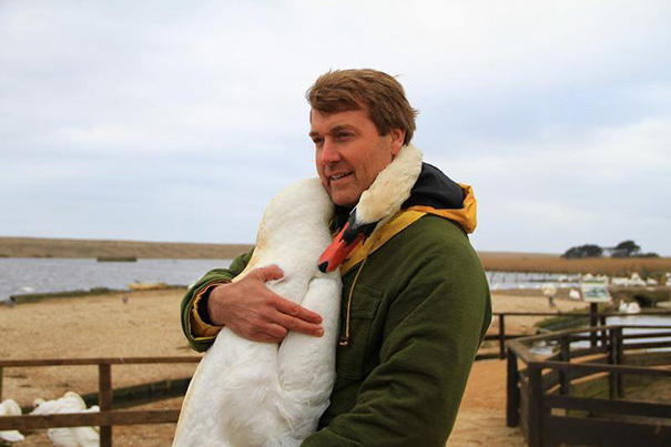 swan hugs - Swans, Nature, Richard Wiese, Richard Wiese, Longpost