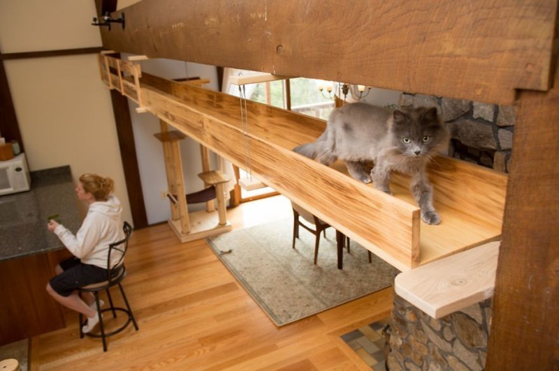 Perfect home for seven cats - House, cat, Dog, Longpost