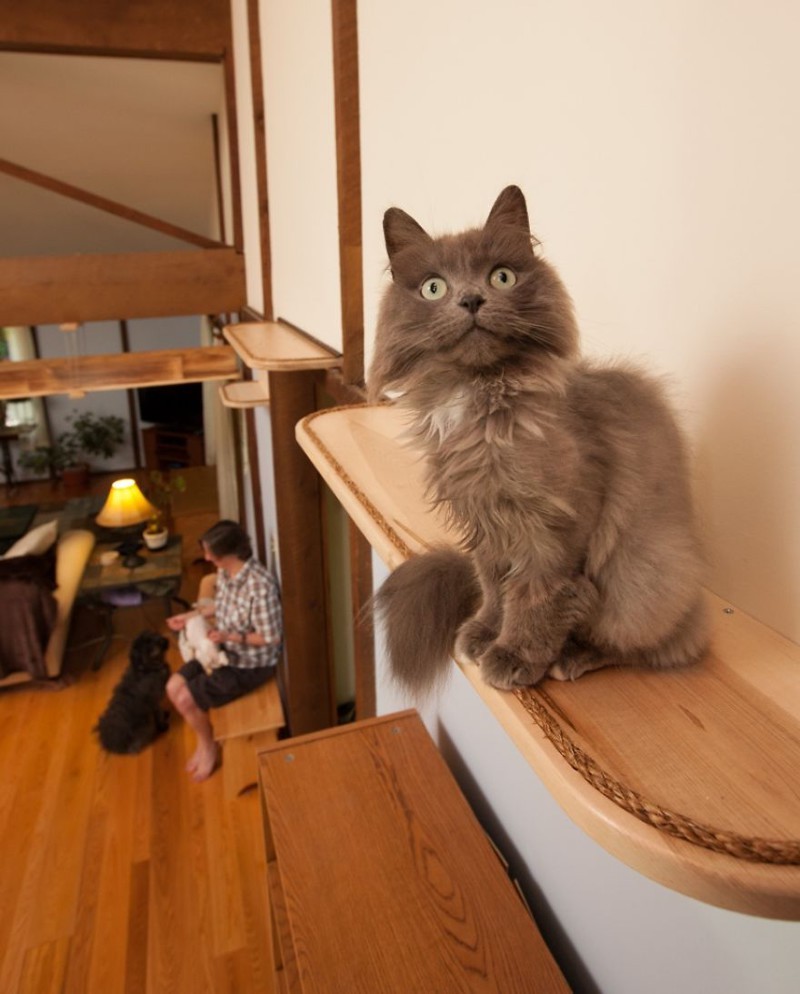 Perfect home for seven cats - House, cat, Dog, Longpost