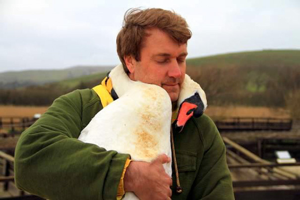 swan hugs - Swans, Nature, Richard Wiese, Richard Wiese, Longpost