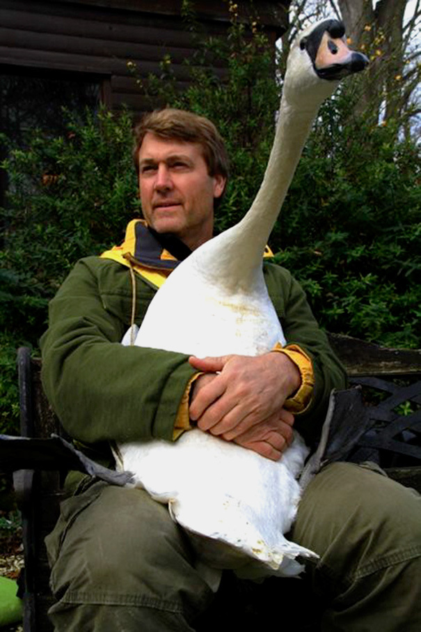 swan hugs - Swans, Nature, Richard Wiese, Richard Wiese, Longpost