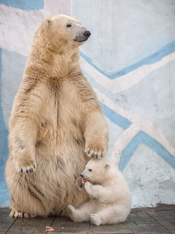 Pereryv Na Obed Novosibirskij Zoopark Pikabu