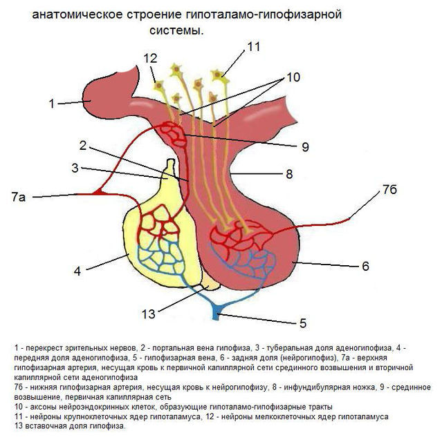 Гипофиз рисунок с подписями