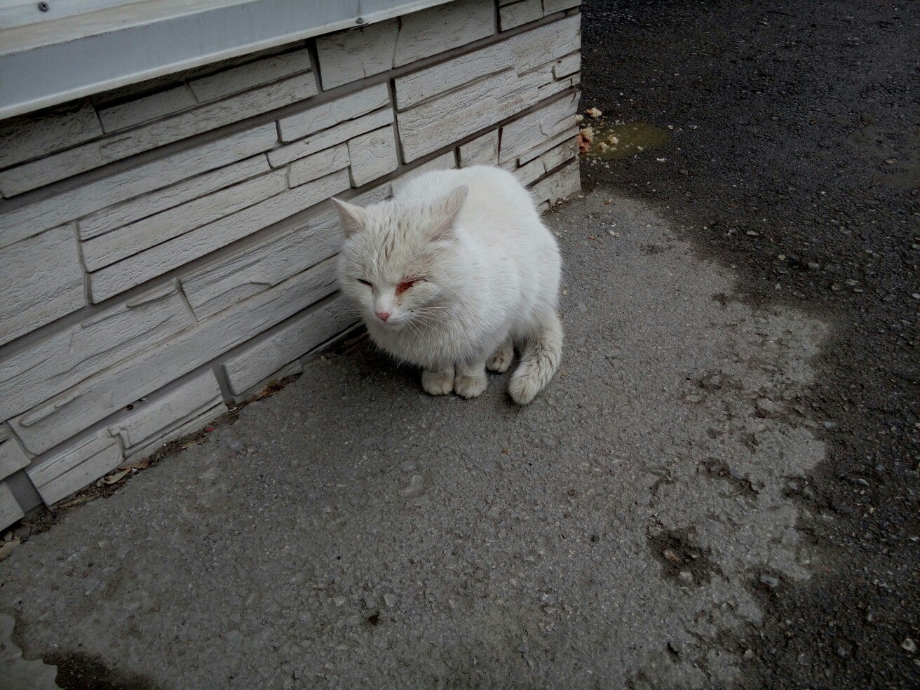 Кот белый, с фингалом под глазом, одна штука. | Пикабу