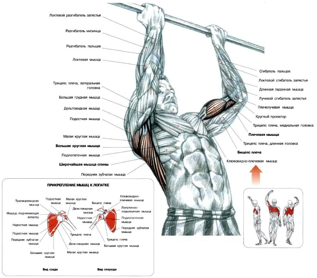 Подтягивания схема мышц