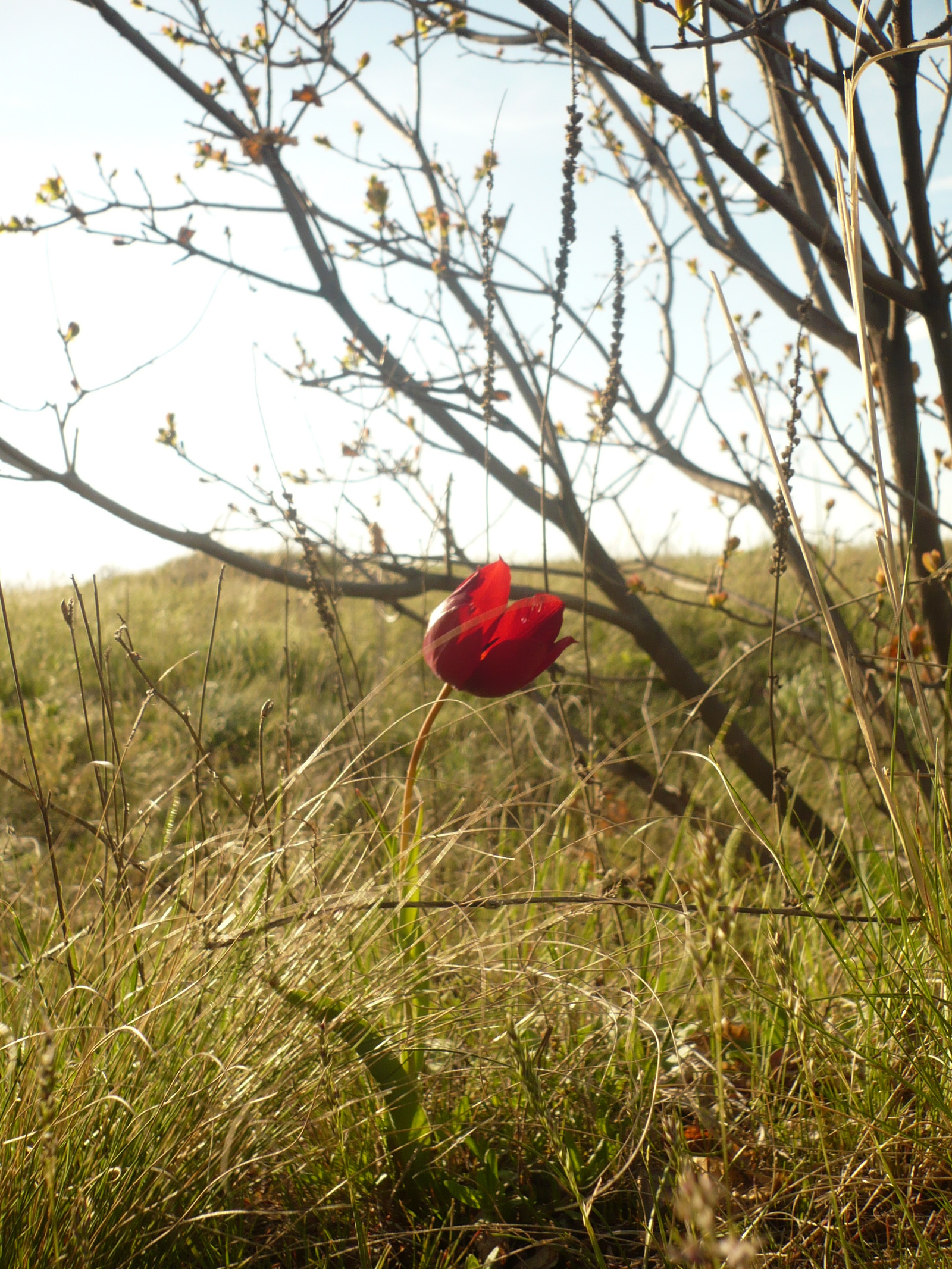 lonely tulip - My, Flowers, Tulips