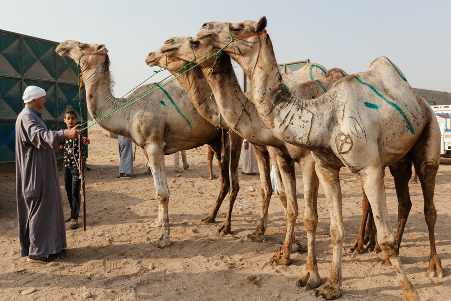 Как продают верблюдов в Египте | Пикабу