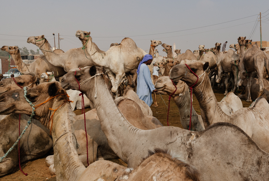 Как продают верблюдов в Египте | Пикабу