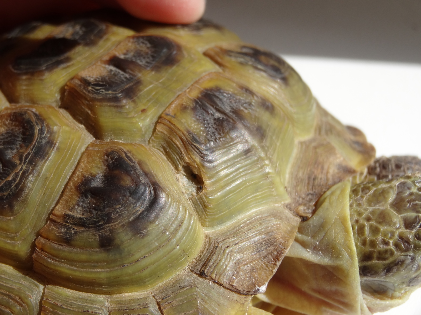 Грибок у красноухой черепахи. Грибок у красноухой черепахи. Грибок на черепахе. Грибок на черепахе. Грибок на панцире красноухой черепахи.