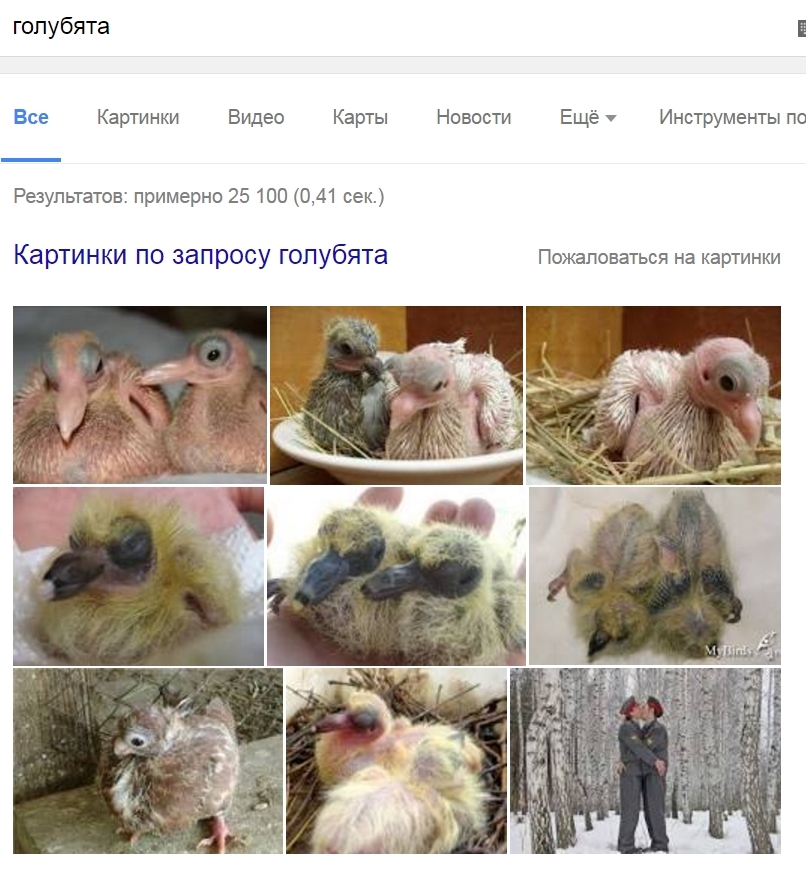 Голубята | Пикабу