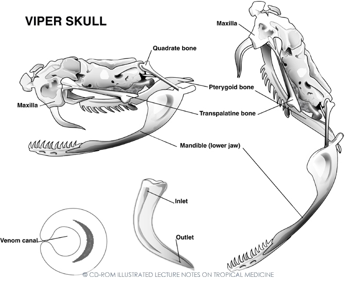 Отличия черепа ящерицы и собаки. Скелет змеи строение. Строение челюсти змеи. Строение челюсти змеи схема. Череп ядовитой змеи.
