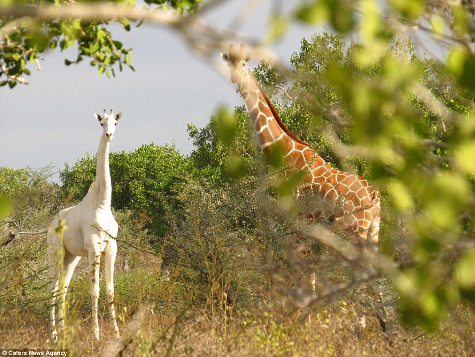 Высокий и белый: найден редкий жираф-альбинос | Пикабу