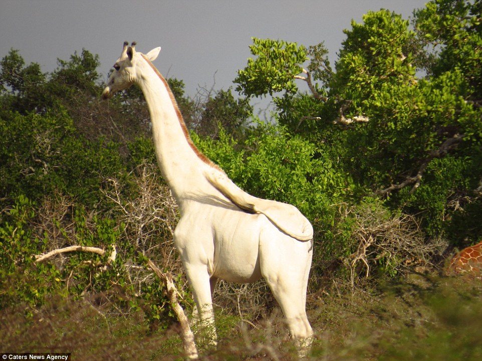 Высокий и белый: найден редкий жираф-альбинос | Пикабу