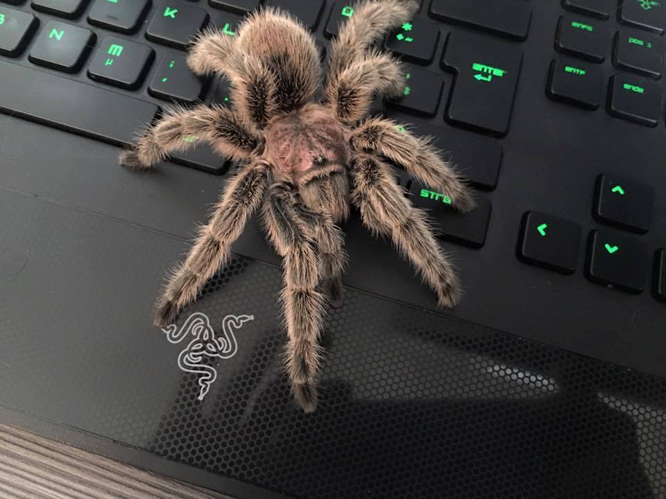 Razer and the spider - Razer, Spider, Photo