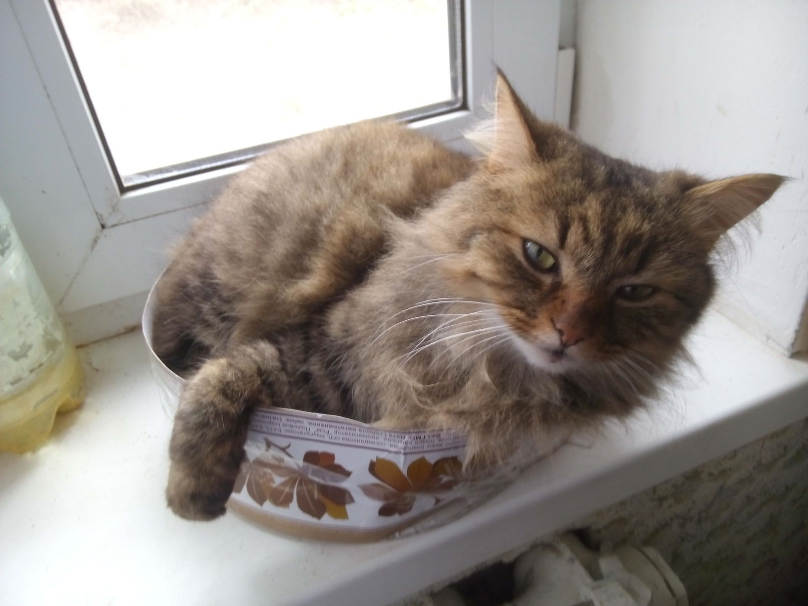 Котэ | Пикабу