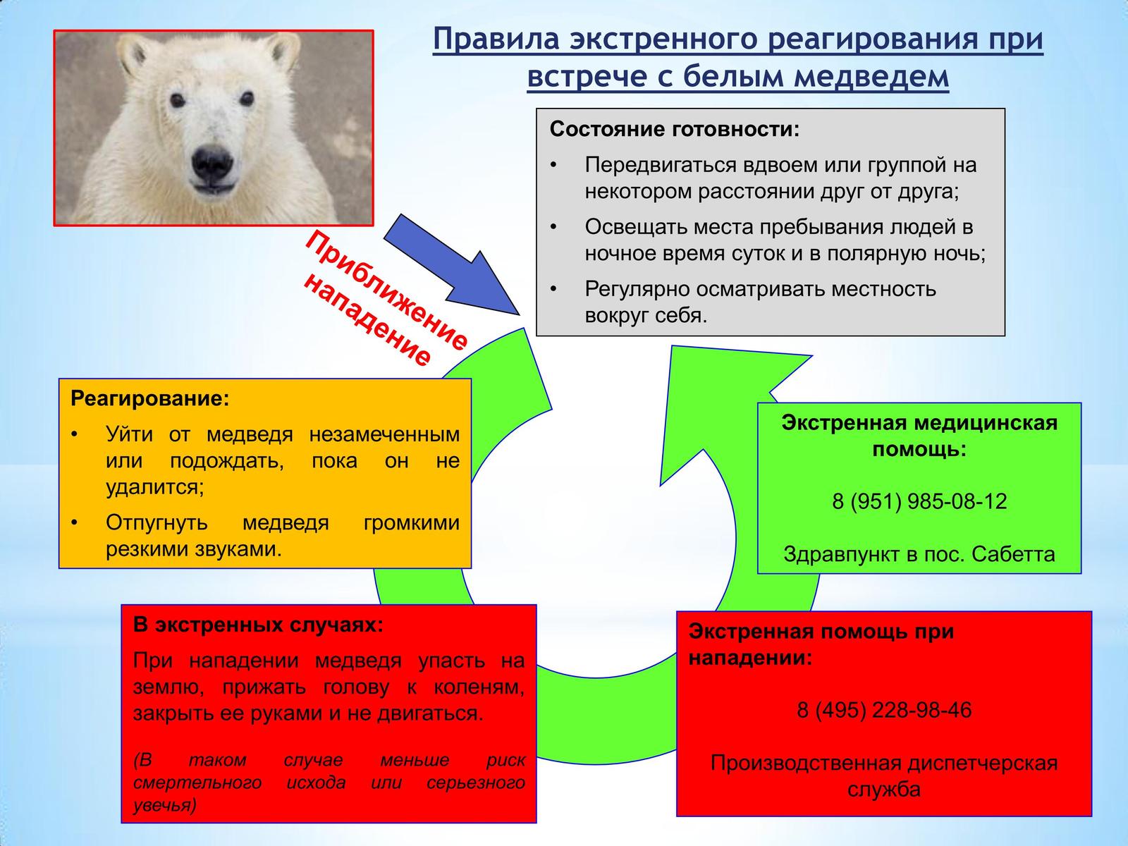 Инструкция по встрече белого медведя. | Пикабу