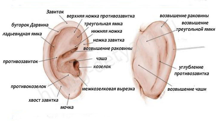 Внутреннее ухо: изображения без лицензионных платежей