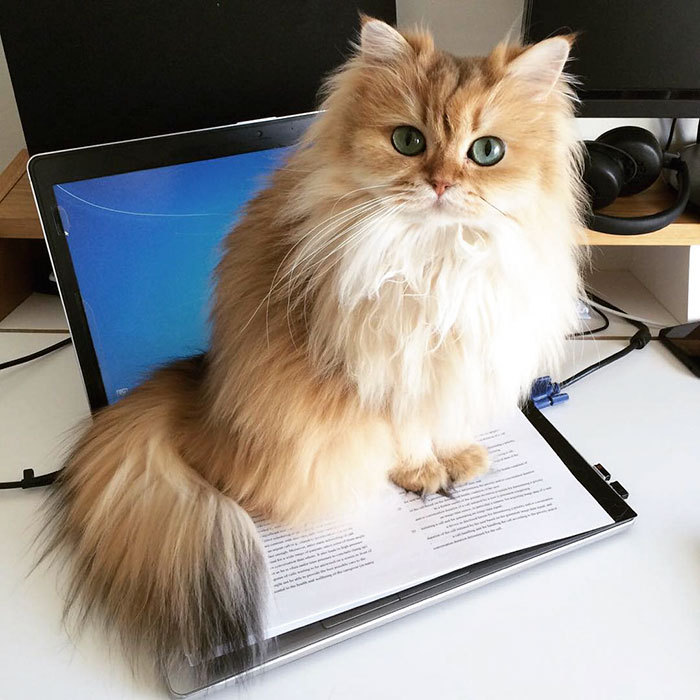 The most photogenic cat on the internet - cat, Smoothie, Smoothie, British Longhair, GIF, Longpost