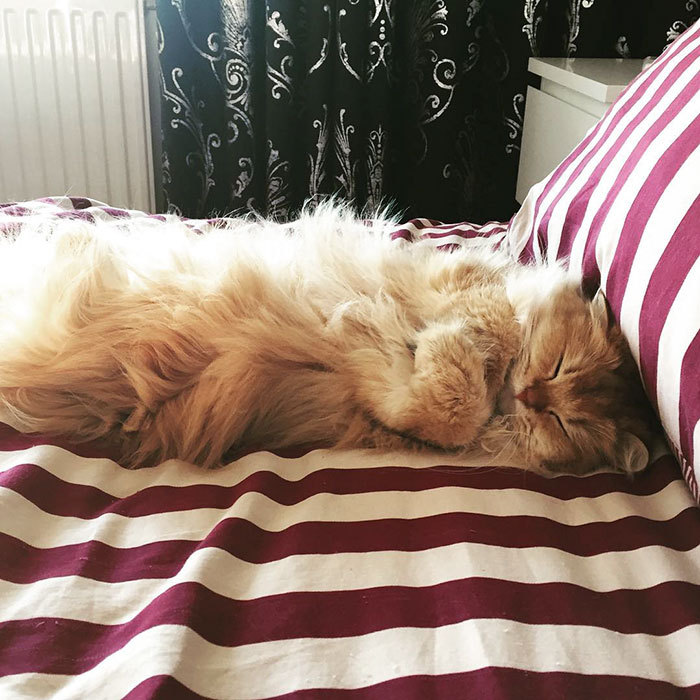 The most photogenic cat on the internet - cat, Smoothie, Smoothie, British Longhair, GIF, Longpost