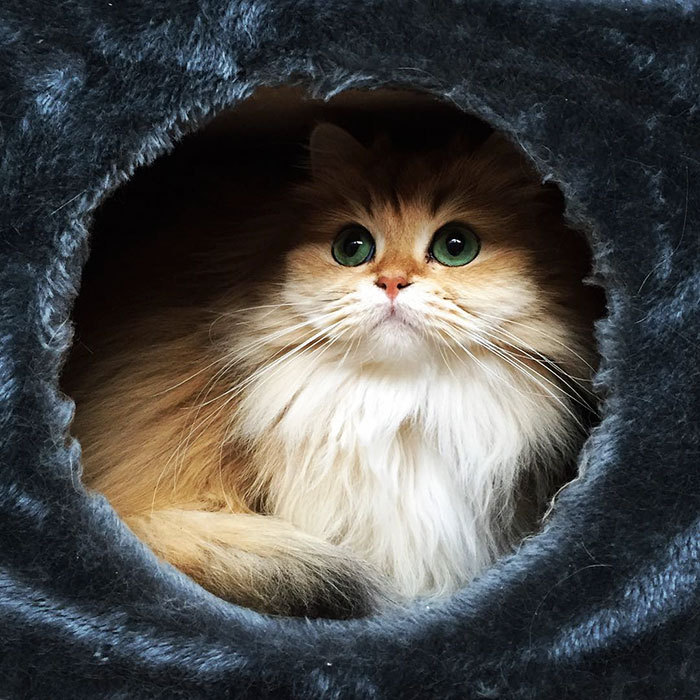 The most photogenic cat on the internet - cat, Smoothie, Smoothie, British Longhair, GIF, Longpost