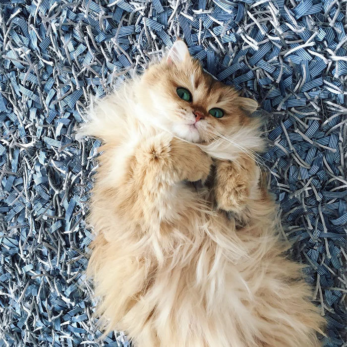 The most photogenic cat on the internet - cat, Smoothie, Smoothie, British Longhair, GIF, Longpost