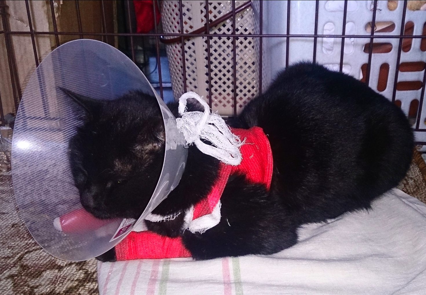 Помощь в лечение кота | Пикабу