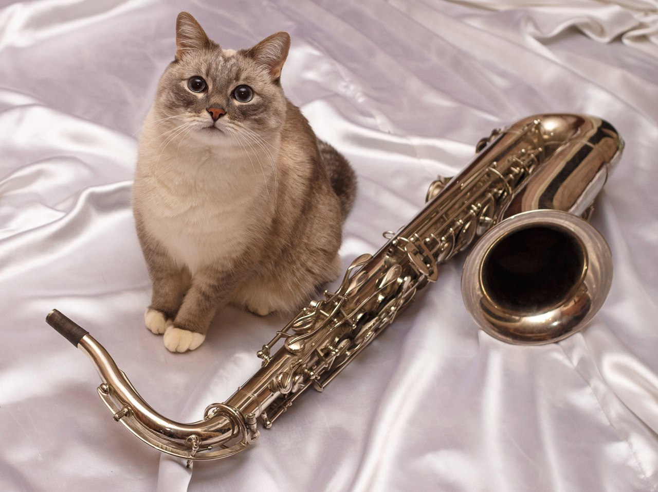 Jazz Cat - My, cat, Jazz Cat, Permian, Jazz, Milota, Pets, Eyes, Music