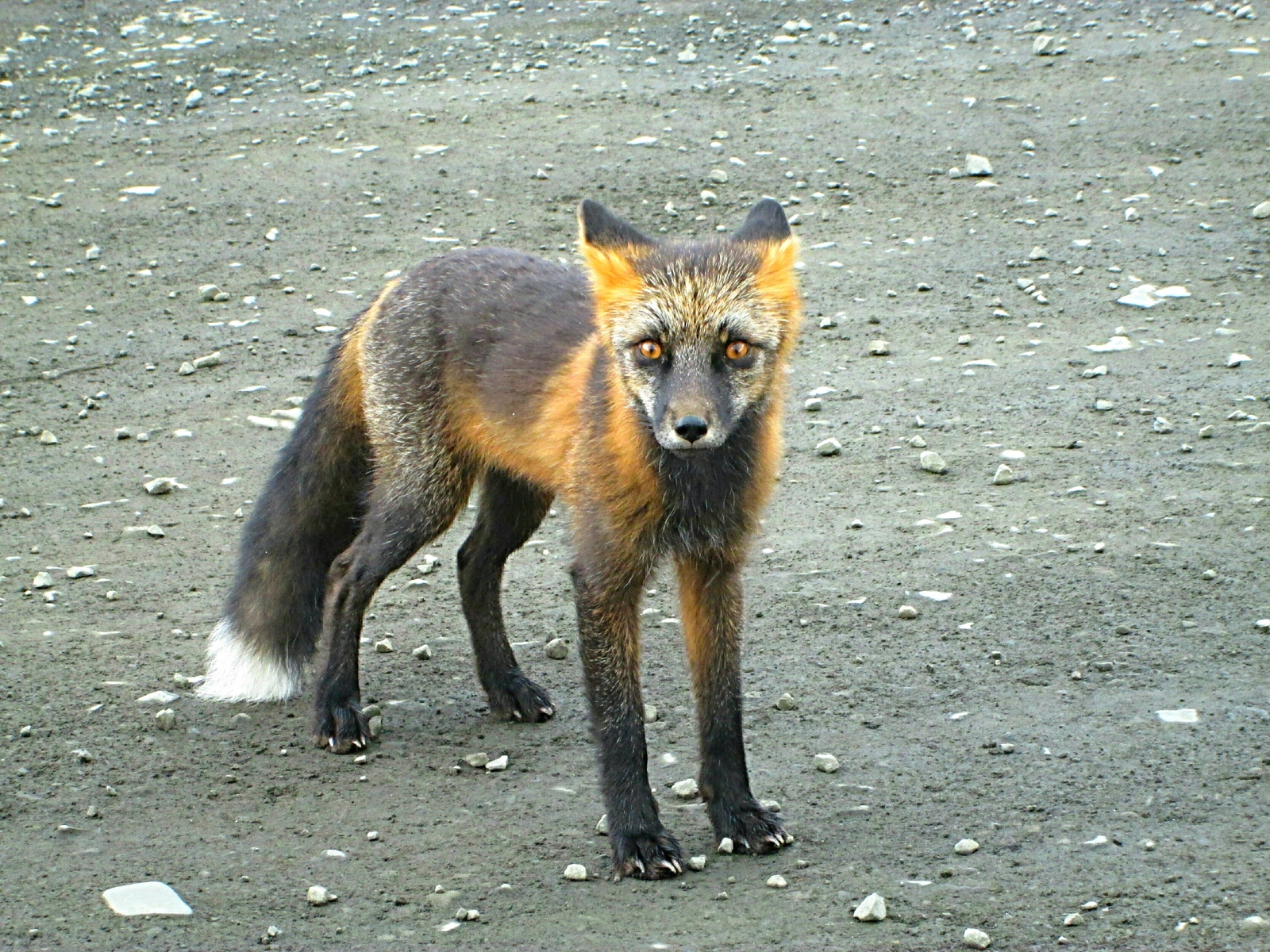 The look is yes... - My, Magadan, Fox, Sight