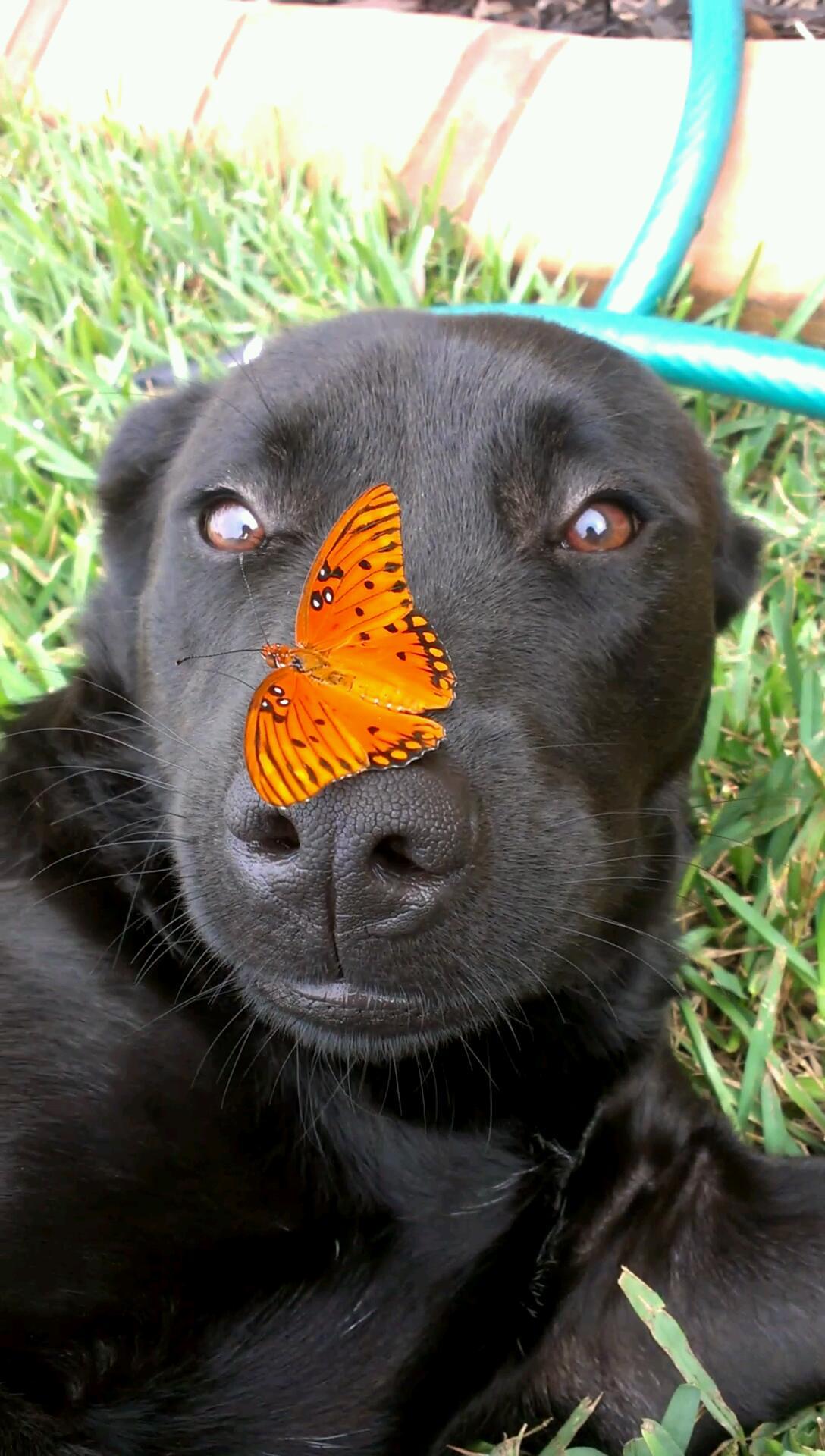 Мой пес с бабочкой на носу | Пикабу