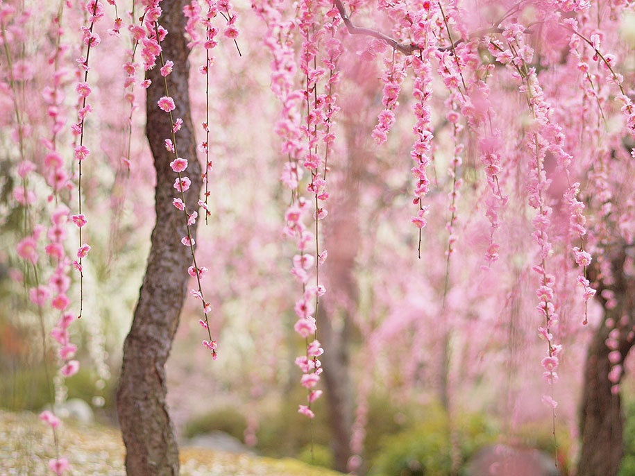 Цветение сакуры в японии ^-^ | Пикабу