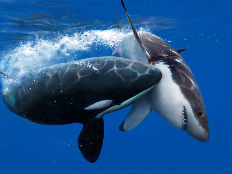 Whales attack sharks - My, Animals, Vacation, Whale, Shark