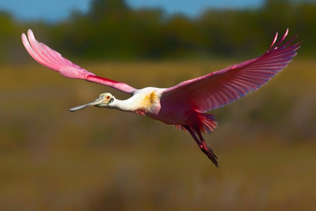 Unusual birds. - unusual birds, Rarity, Birds, Longpost, Оригинально, Incredible