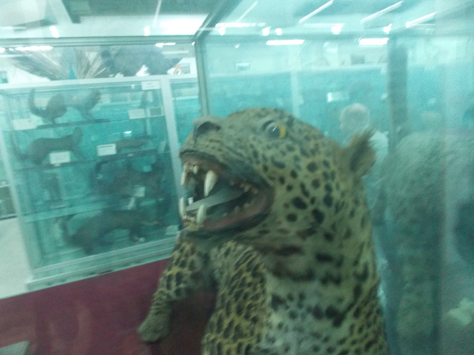 Таксидермия локального lvlа | Пикабу