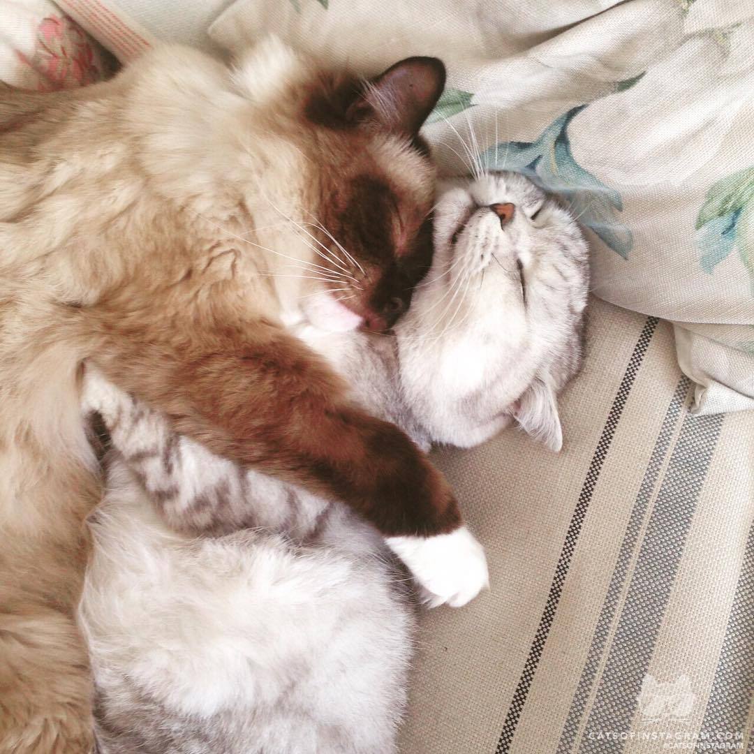 Спящие коты | Пикабу