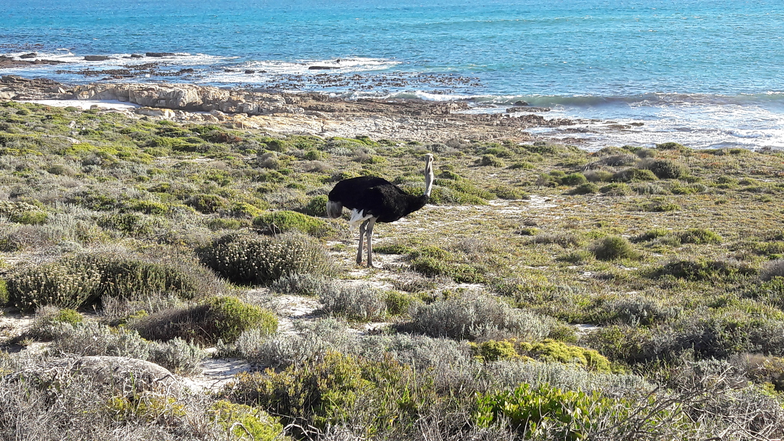 Cape of Good Hope - Моё, ЮАР, Фото, Страус, Панорама, Мыс доброй надежды, Длиннопост