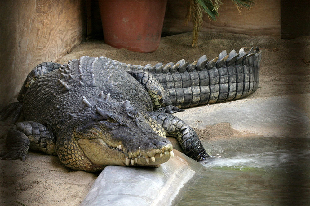 Самый большой крокодил в мире. | Пикабу
