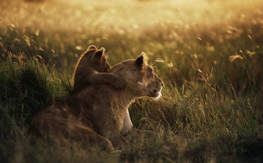 Someday it will all be yours - a lion, beauty of nature, Milota, Nature