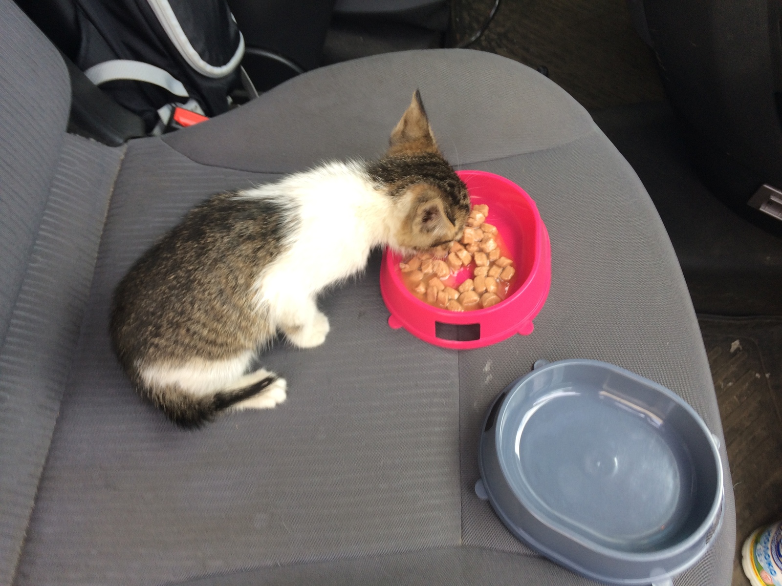 Помогите пристроить котенка. | Пикабу