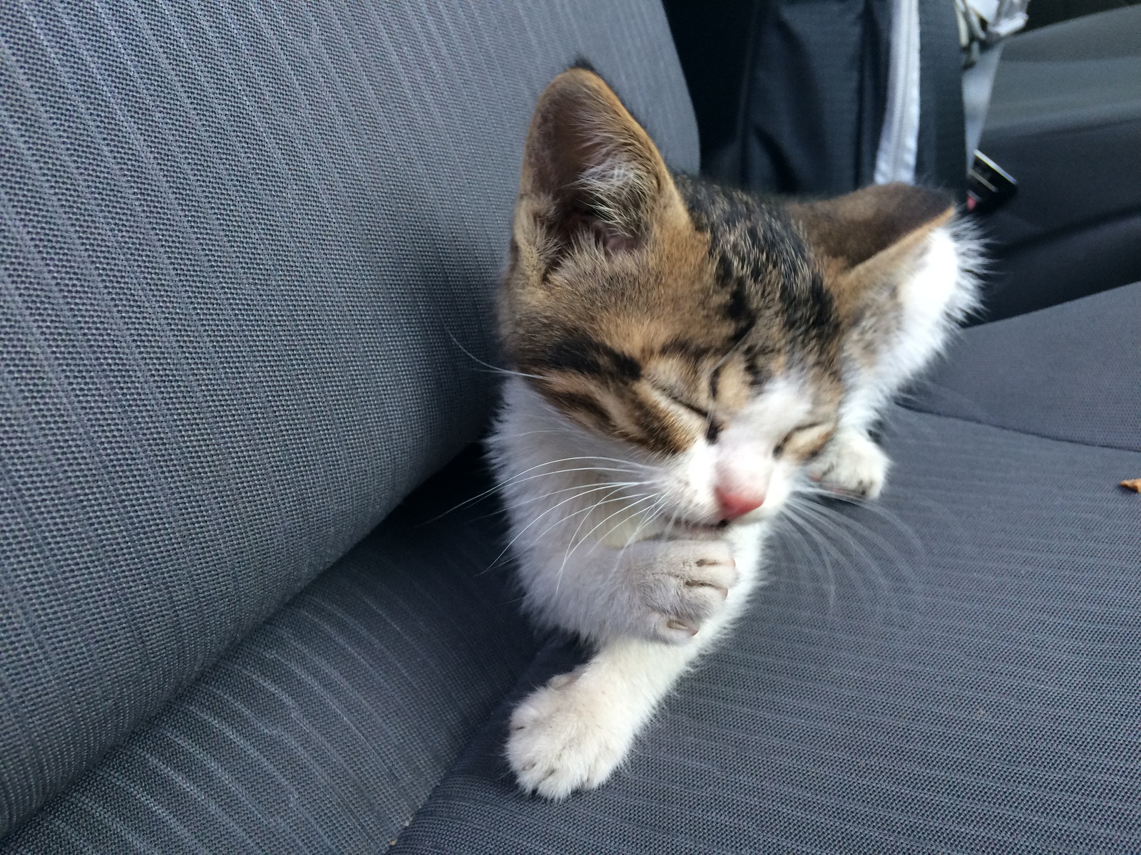 Помогите пристроить котенка. | Пикабу