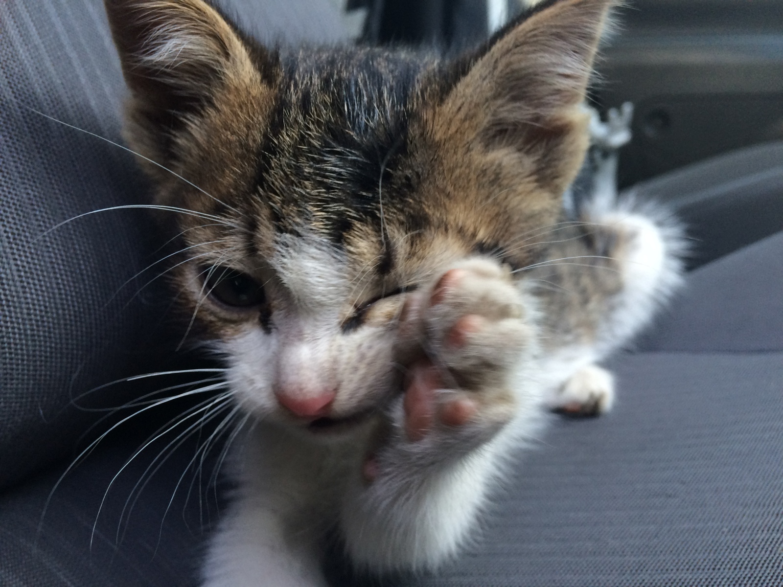 Помогите пристроить котенка. | Пикабу