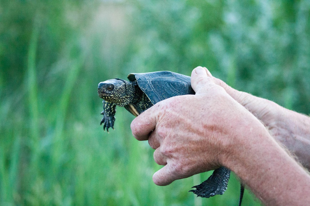 Значение черепахи в природе и жизни человека. Эволюция черепах. Дедушка черепаха. Дед с черепахой. Паппохелис.