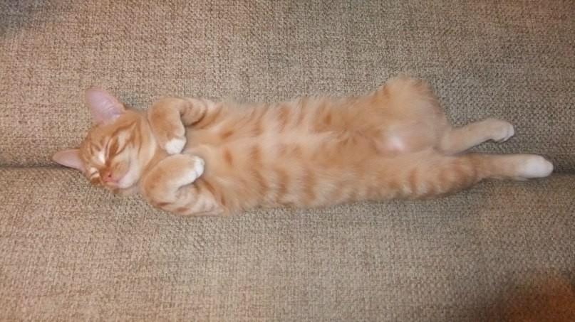 Кот привереда | Пикабу