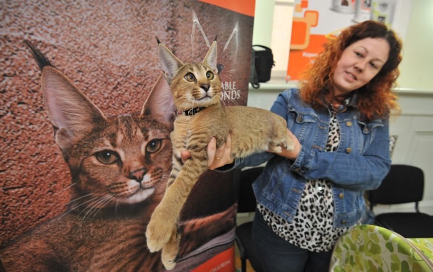 Самая дорогая кошка в Петербурге стоит 1,5 млн рублей | Пикабу