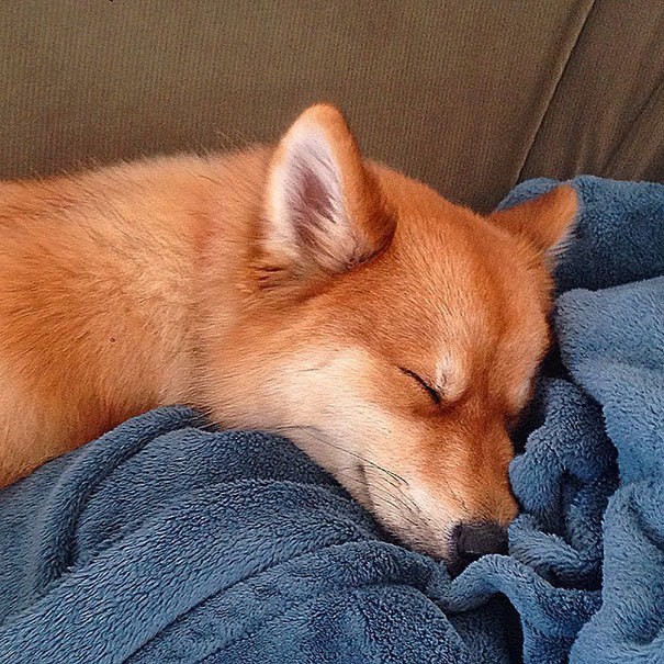 Not a dog, but a spitting image of a fox =) - Dog, Pomeranian, Husky, Hybrid, Longpost