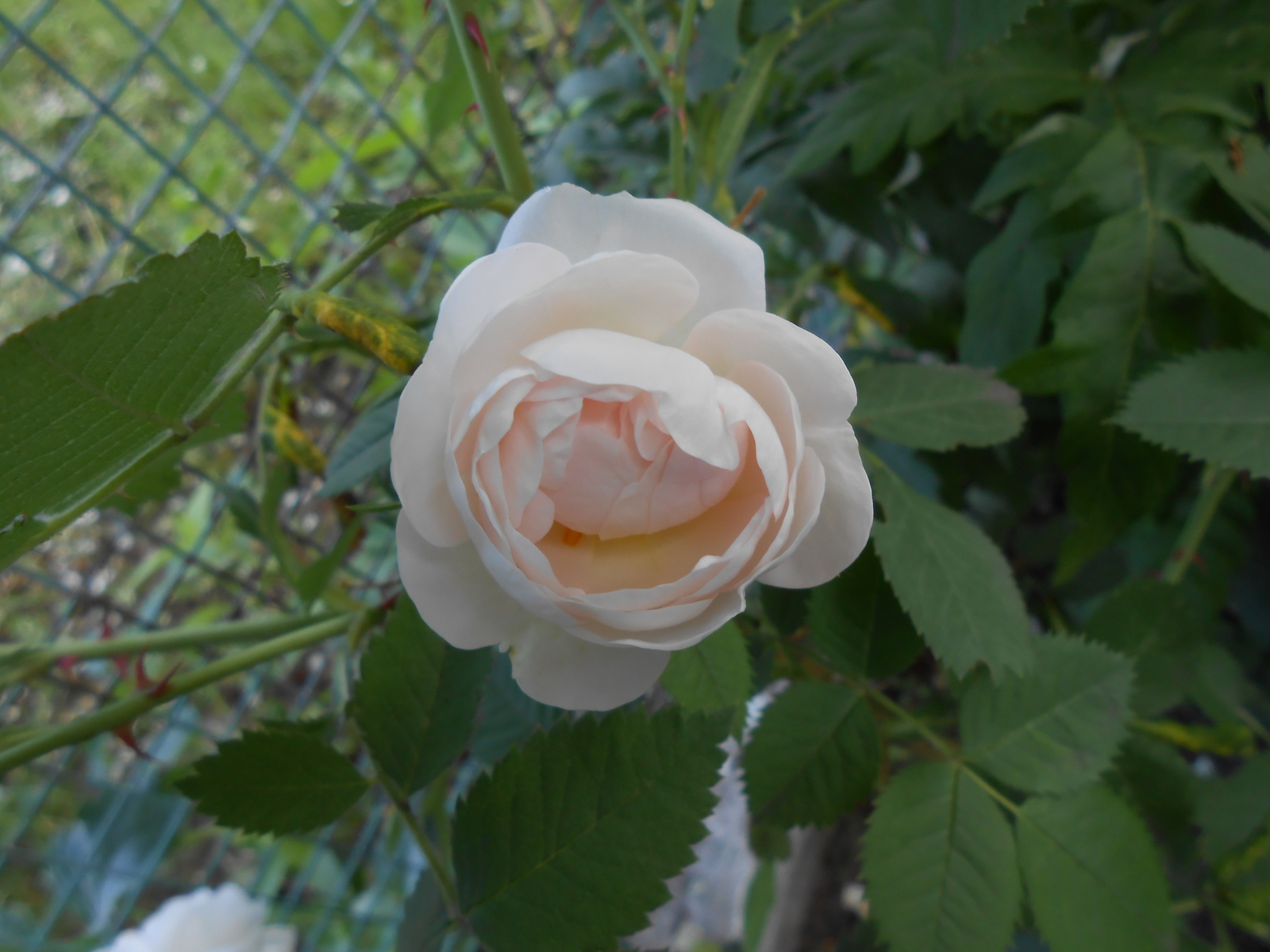 Белой розы бутоны | Пикабу