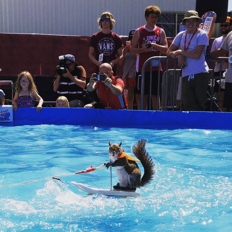 water skiing - Photo, Animals, Swimming pool, Relaxation, Water skiing