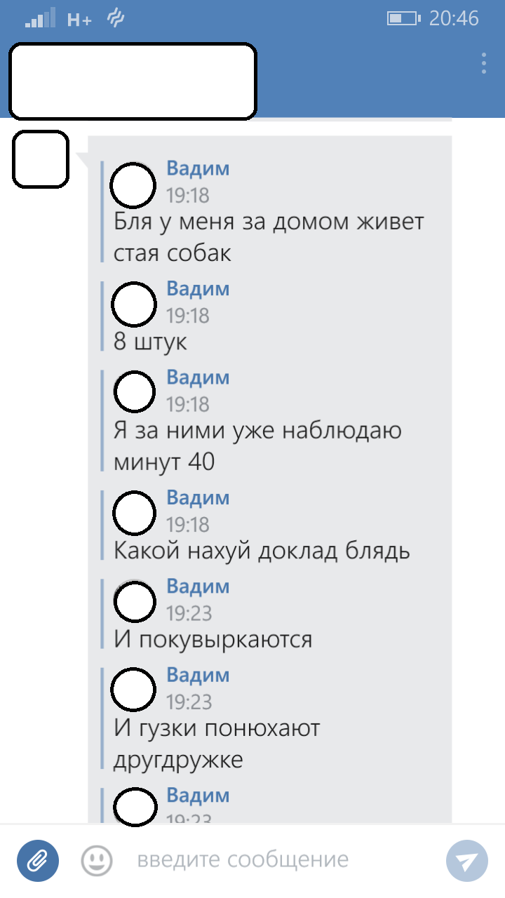 Пес Вадос - Моё, Собака, Вадос, Чайки, Диплом, Безысходность, Студенты, Длиннопост