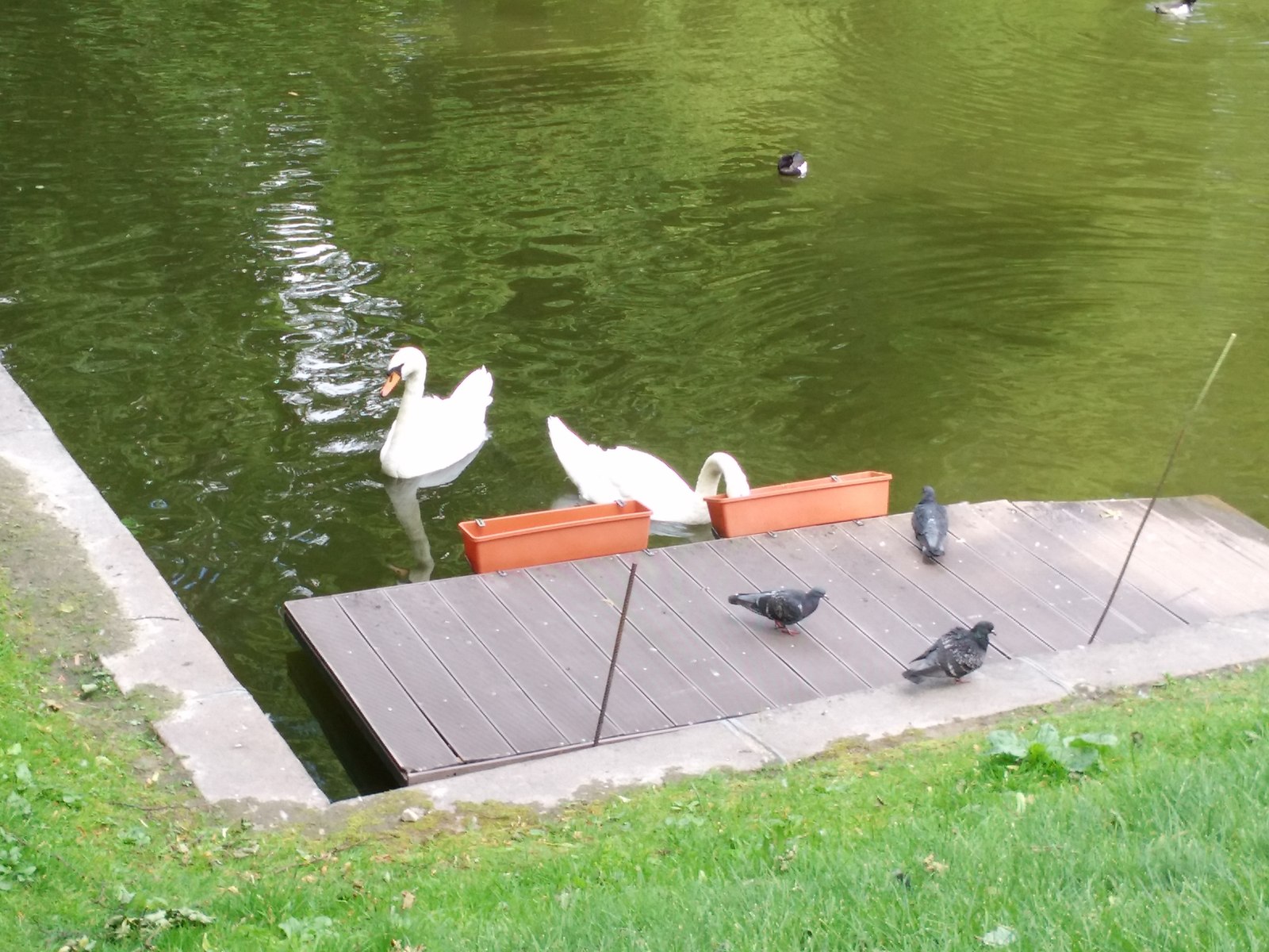 Caught red-handed) - My, Saint Petersburg, Birds, The park, Longpost, Theft