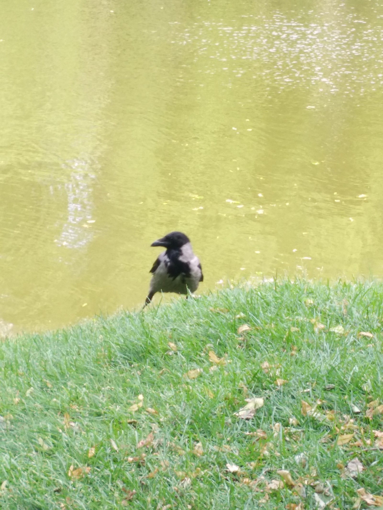 Caught red-handed) - My, Saint Petersburg, Birds, The park, Longpost, Theft